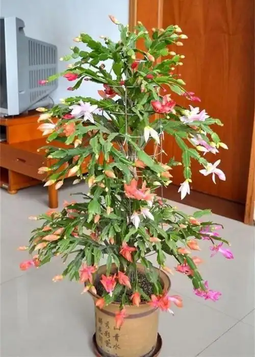 嫁接花卉的盆栽方法(嫁接花卉大全种类)-措必培