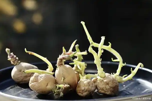 发芽的土豆不能吃,怎么做盆栽?