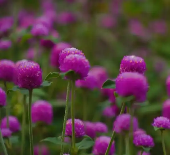 原创首发千日红的友情