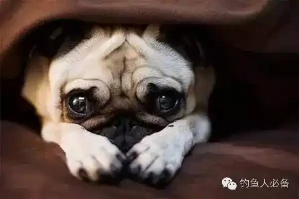 狗狗无奈惊讶惊呆gif动图_动态图_表情包下载_soogif