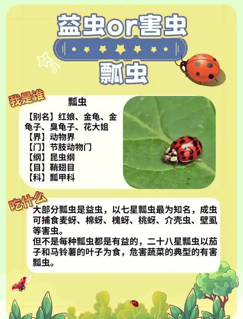 94七星瓢虫全解析93