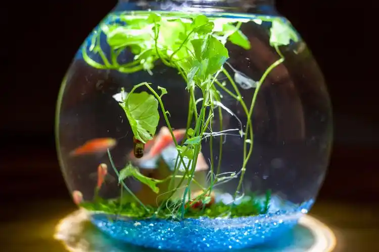 创意水草造景生态小型鱼缸 办公室桌面迷你水族圆形玻璃缸微景缸