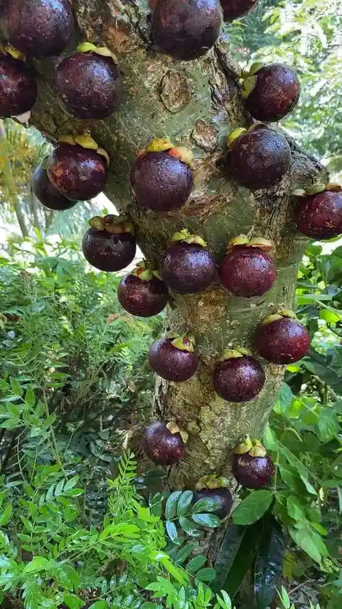 山竹长在哪里(山竹树长什么样子图片)