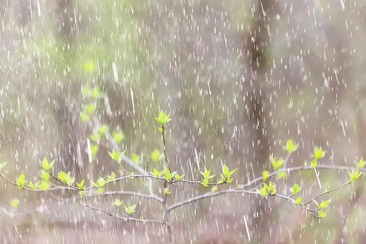 春天下雨的时候春雨,花,背景,开花,田野,自然,绿色,水滴