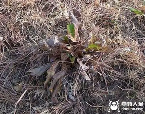 【异名】黑元参(《滇南本草》),白紫草,牛舌头菜(《云南中草药》)