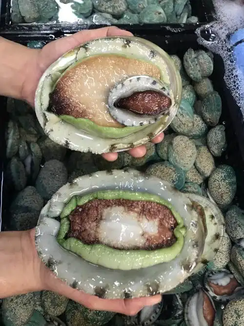 giant green ablone (特大青边鲍鱼)