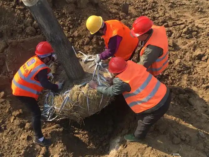 一城五区集中植树栽植乔木6800余株
