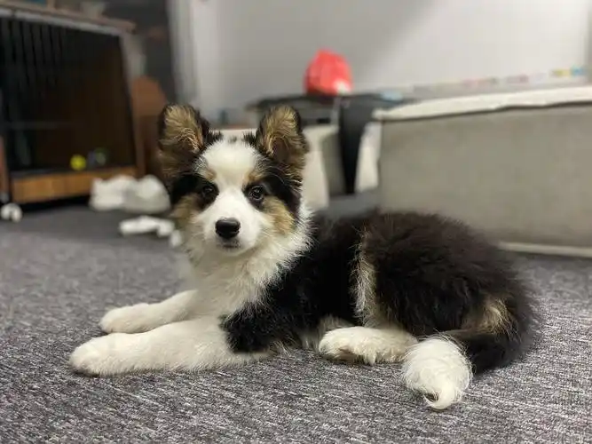 柯基澳牧阿拉斯加