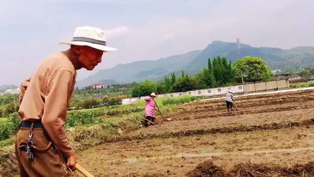 农村没有年轻人种田了,实拍84岁老人田间干活,看着心酸