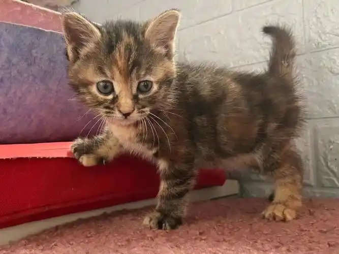 上海徐汇1个彩狸2个玳瑁超可爱