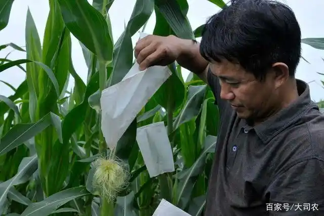 玉米授粉vs连阴雨,是否会减产降质?