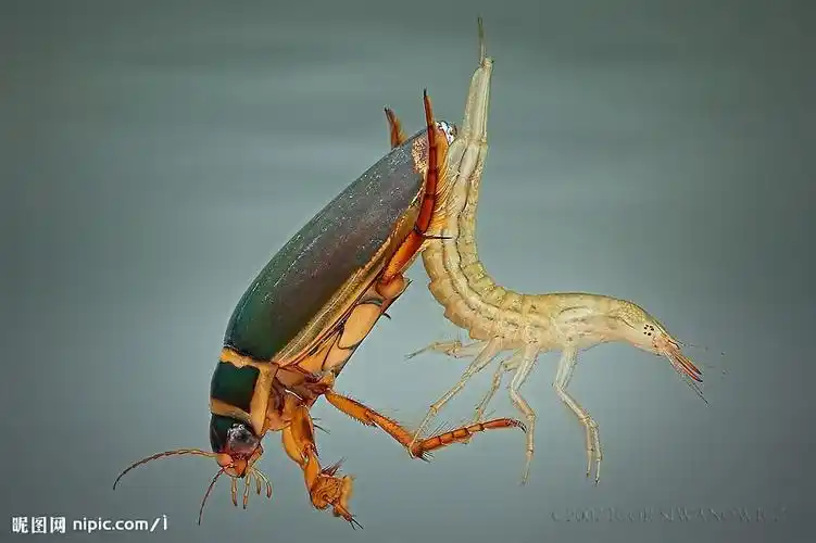 会飞又会游泳的虫子,六条腿,最后两条像浆,水塘里的水生昆虫,谁能告诉