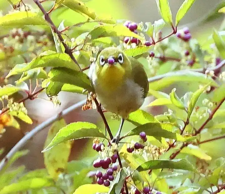 暗绿绣眼鸟吃"紫葡萄" - 抖音