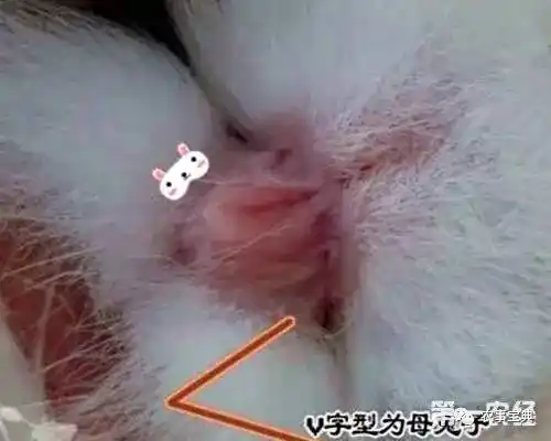 专家教你如何分辨公母兔!