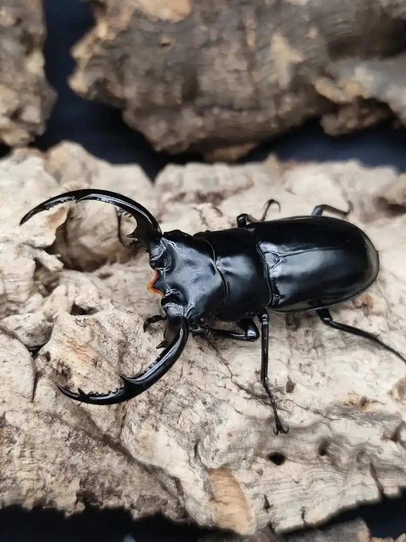 金刚大鹿角锹形虫原名亚种 中文名:金刚大鹿角锹形虫原名亚种 拉丁名