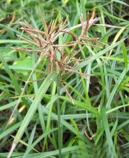 中药香附的功效可以理气解郁,调经止痛,临床上可以通过香附来治疗肝郁