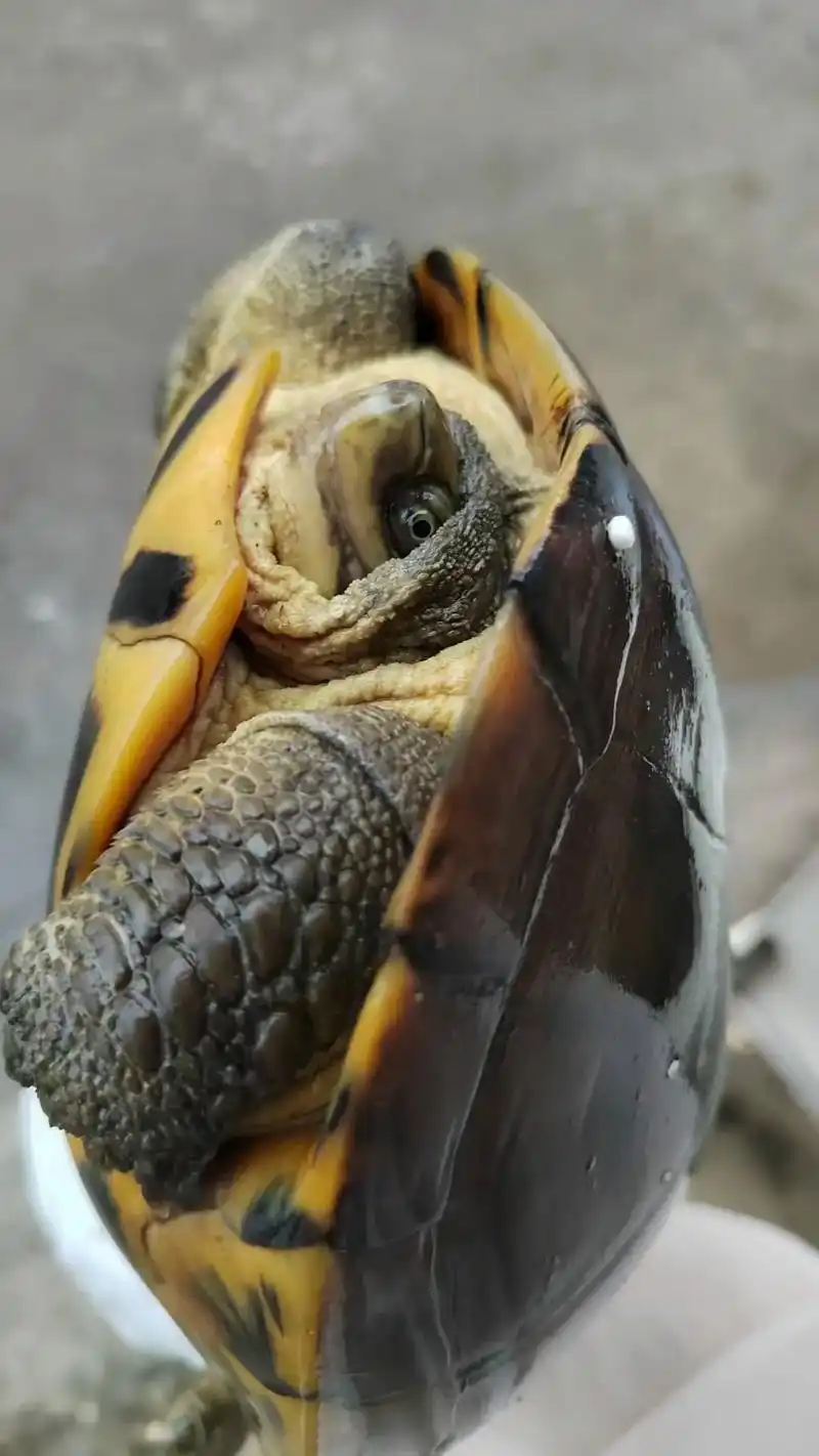 石金钱龟的药理分析及抗癌作用:金钱龟性味归径:咸,甘,微寒,归肝,肾