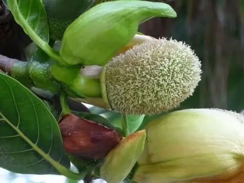 『新育英幼儿园』小三班主题教学——《探索菠萝蜜》