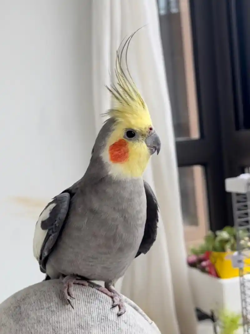 原始灰,好像并没有像黄化,白子那般受到追捧,但是在玄凤鹦鹉的繁育