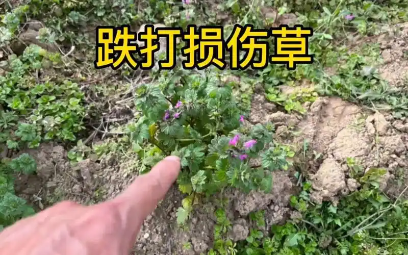 农村不起眼的"跌打损伤草",它的用途特别强大,赶快认识一下