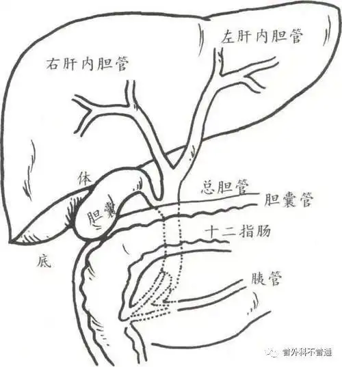 胆囊疾病不可怕,积极治疗才重要!