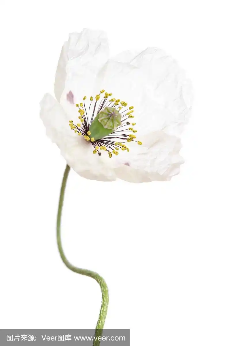 单独的白色罂粟花孤立在白色背景上.