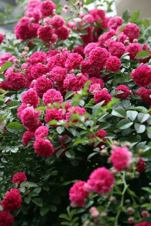 又是一年蔷薇红