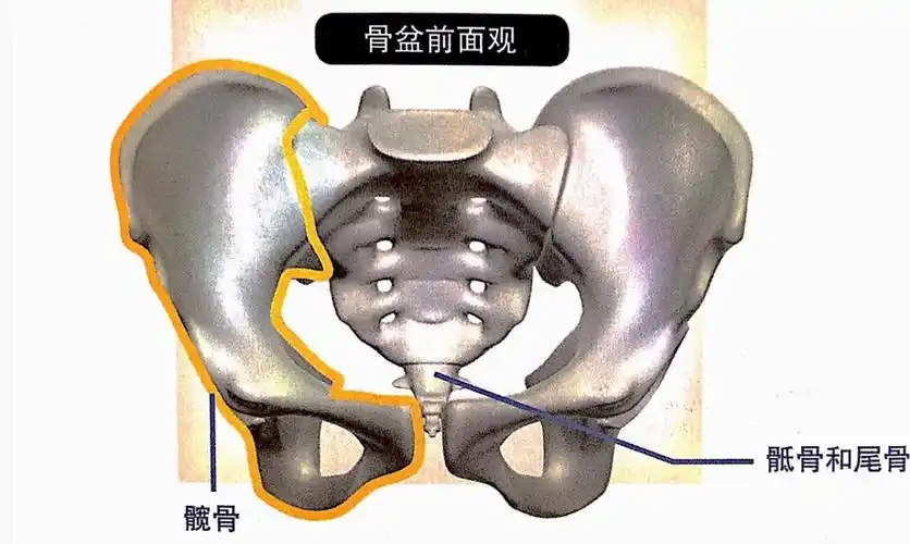 只有大腿外侧胯骨突出比较胖你不是真胖而是假胯宽