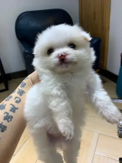 出银狐满月崽崽!适合女生,可爱到爆,一个多月,好养,品相极佳!