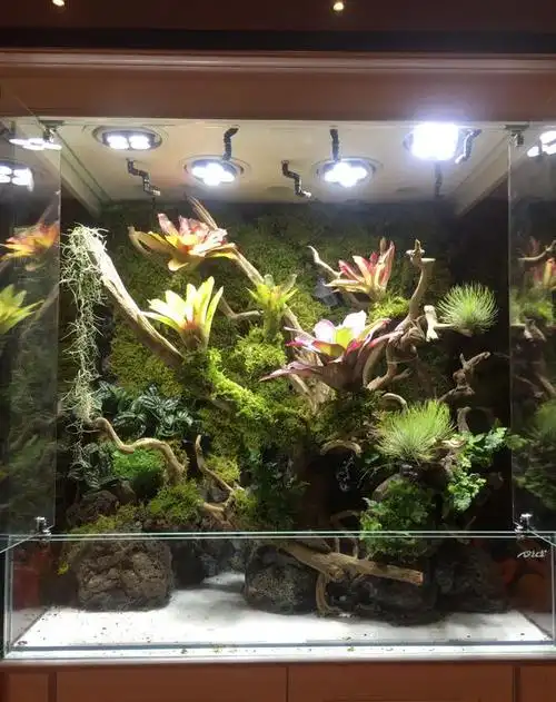 雨林缸造景鱼缸中的热带风情