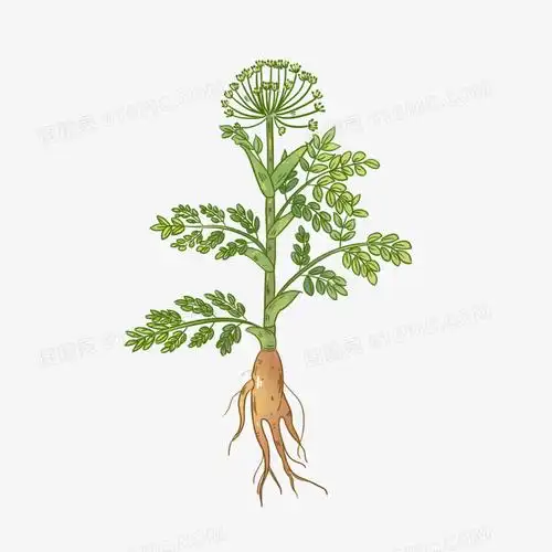 手绘当归中草药材插画风元素