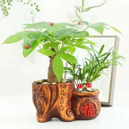十大招财的盆景(十大招财的盆景图片)