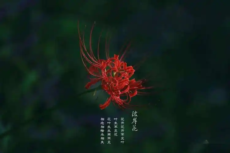 彼岸花如梦韶光留不住