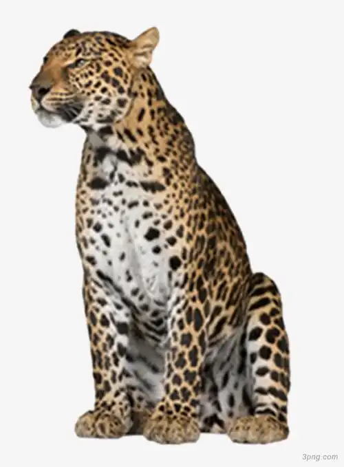 坐立的豹png素材透明免抠图片-其他元素