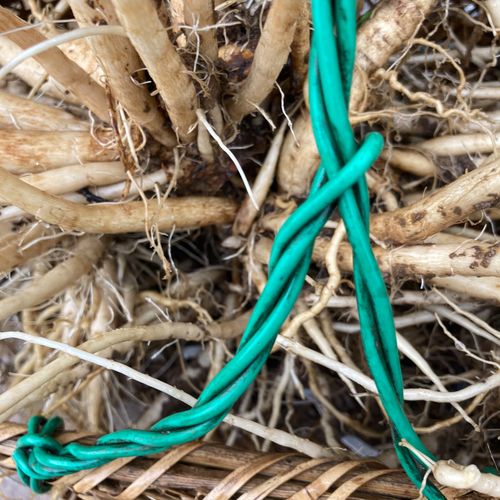 大蓟根鲜刺蓟大刺盖剌儿菜牛口刺萝卜土红花飞廉炖汤蚁姆刺马刺根