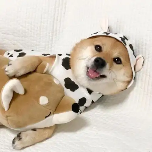 可爱柴犬卖萌头像