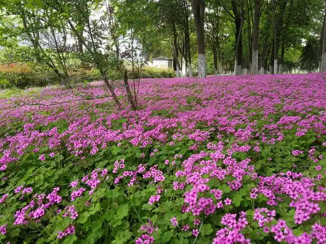 科学网-红花酢浆草:红花铺满地,明眸草一萱!-栗茂腾的博文