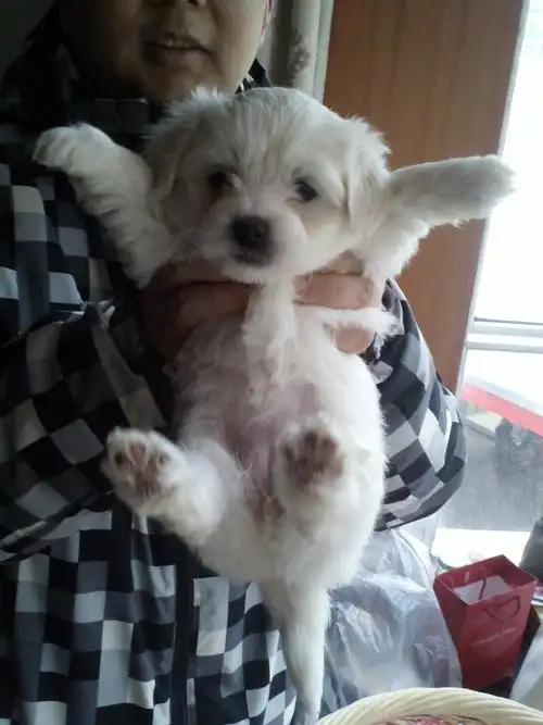 5只比熊串求领养,狗贩出门不送