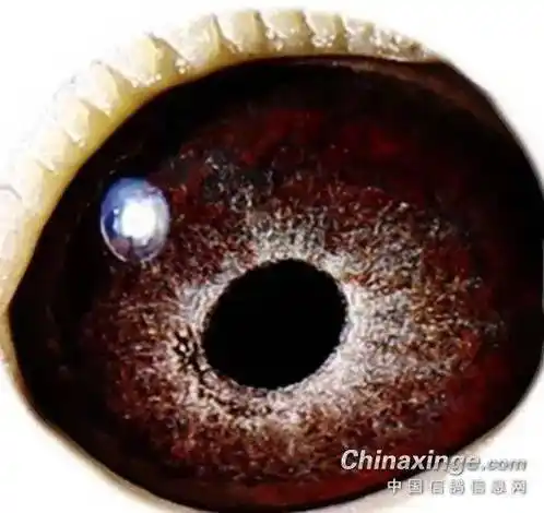 「鸽眼」十八羽杨阿腾鸽眼欣赏(二)_专长_鸽子_赛事