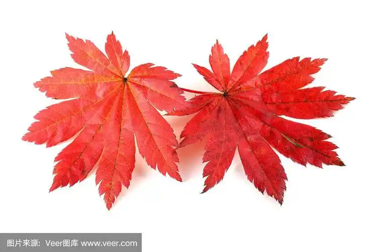 两片红红的秋叶