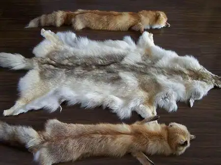 新鲜狐狸皮怎么处理