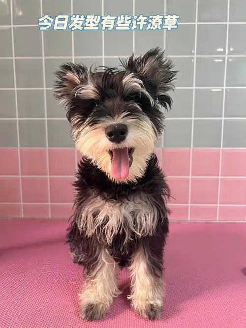 米奇耳的小雪纳瑞