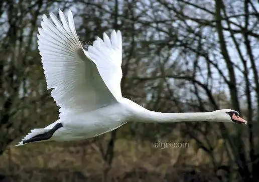 哑天鹅, 鸟, 野生动物, 自然, 水禽, 翅膀(mute swan, bird, wildlife