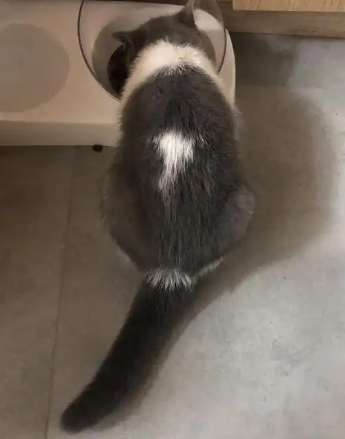 请我,我家猫是折耳么?