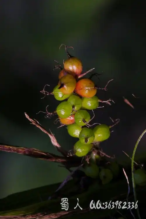 野花117-浆果薹草