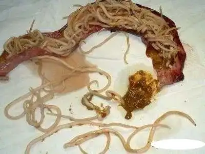 犬猫常见寄生虫