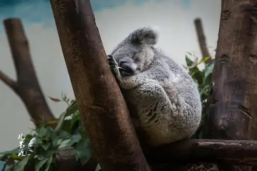在广州长隆动物园的拍摄(二) 树袋熊,又称考拉,英文名koala bear来源