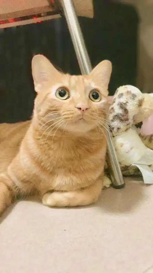 三联齐全已绝育的一岁半橘猫