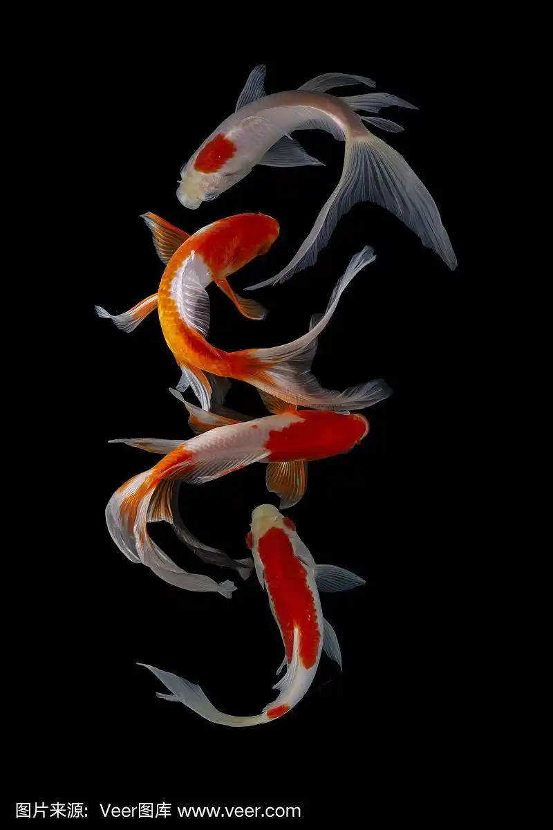 在黑色背景上孤立的锦鲤