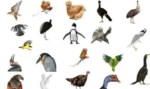 世界上进化最成功的飞行动物,它们就是人类的"先行者"!